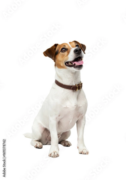 Obraz Young healthy jack russell terrier dog with transparent fur and brown-black markings, wearing a brown leather collar, sitting attentively on a transparent studio background, mouth slightly open,