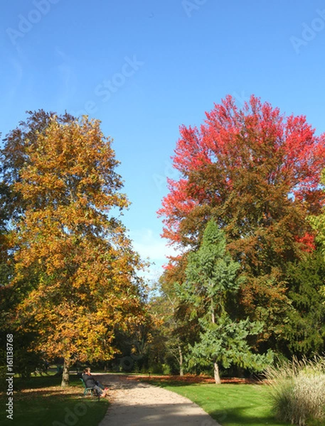 Fototapeta Parc en automne