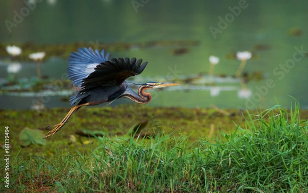 Obraz Purple heron flying around