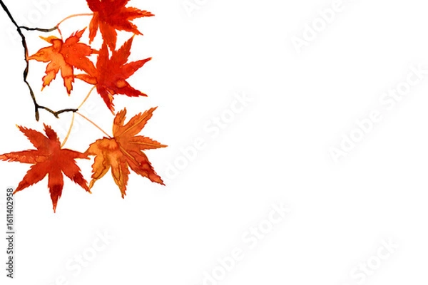Fototapeta 水彩の手描き素材。紅葉したもみじの素材