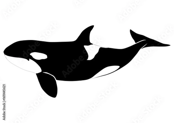 Obraz Killer whale