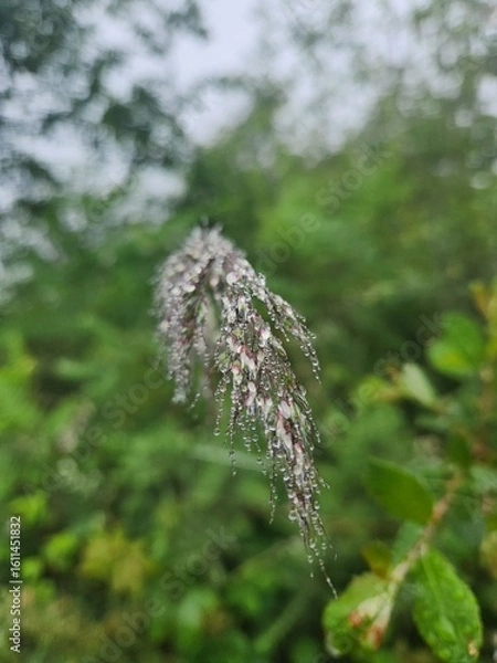 Fototapeta Espiga con rocío