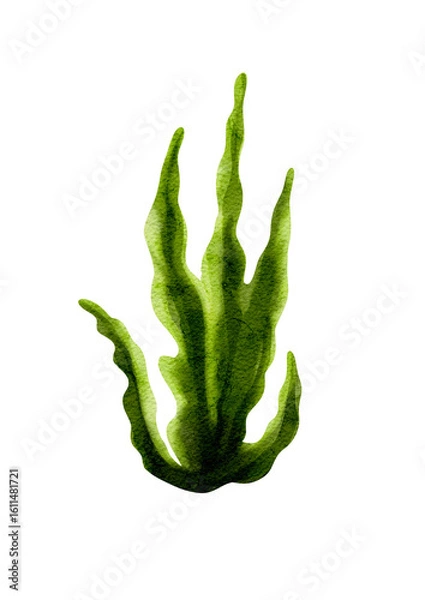 Obraz Green algae without background, watercolor illustration without background