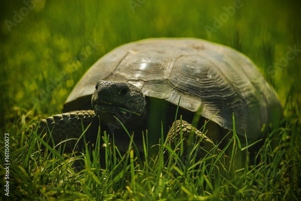 Fototapeta A gopher tortoise eating in a grass field