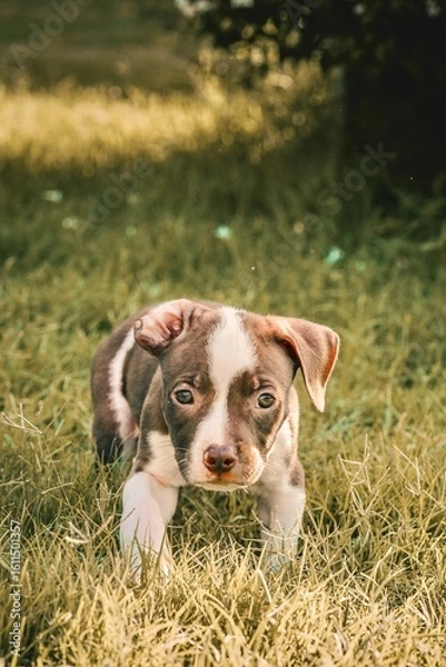 Fototapeta A pit bull and border collie mix puppy runs in the grass