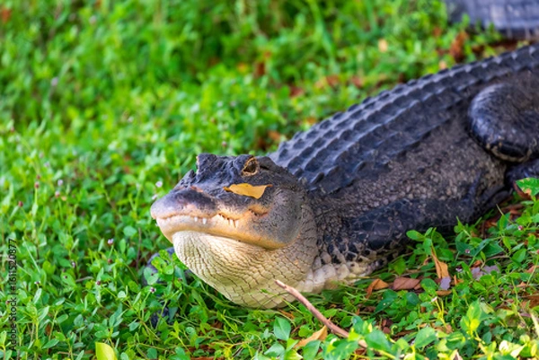 Obraz American Alligator