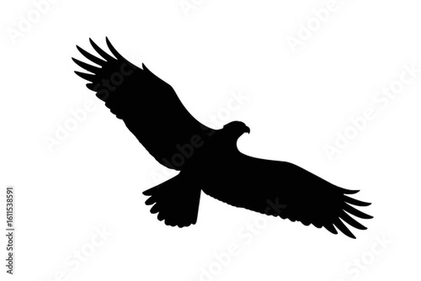 Obraz Soaring Eagle Silhouette bird flying