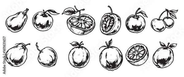 Fototapeta Set of fruit drawn in black ink