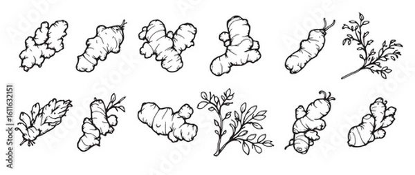 Fototapeta set of hand drawn illustrations of various types of herbs 