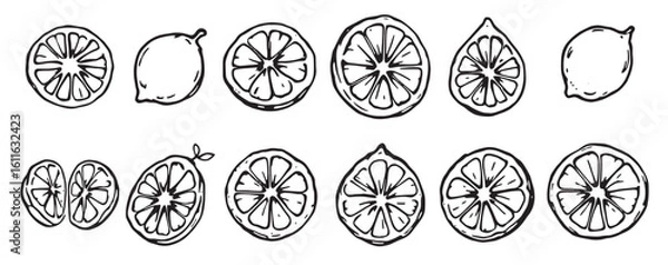 Fototapeta a set of lemon slices and slices drawn in black and white