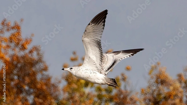 Fototapeta Seagulls flying in the sky