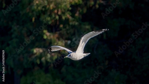 Fototapeta Seagulls flying in the sky