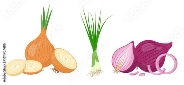 Obraz Different types of Onions. Yellow gold and red Onion with parts and Green Chives onion. Cook ingredients, spices. Organic food icons. Vector illustration isolated on white background.