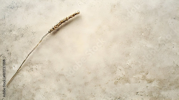 Obraz Dried wheat stalk on light beige surface