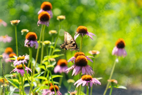 Fototapeta Butterfly in a Summer Garden