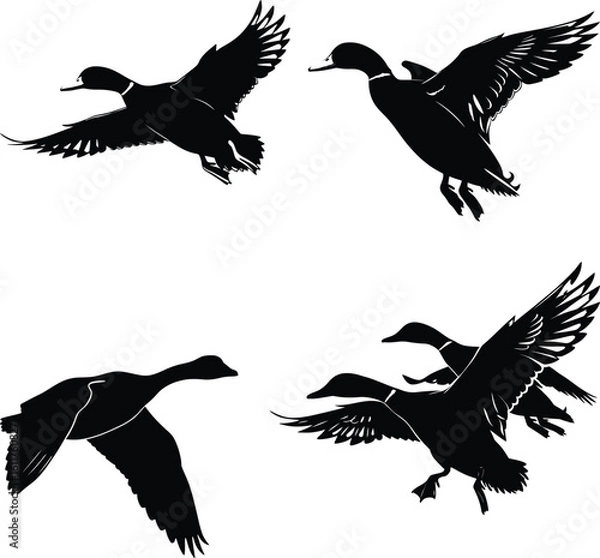 Obraz Flying ducks. Vector ducks White background.