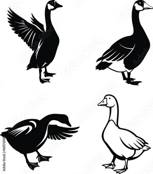 Obraz goose vector illustration silhouette isolated background
