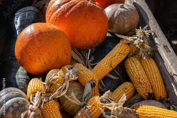 Fototapeta pumpkins and corn