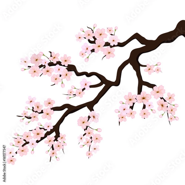 Fototapeta Branch of Sakura or Cherry Blossoms. Vector