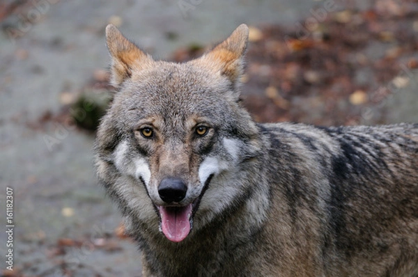 Obraz Wolf Portrait, Schweden