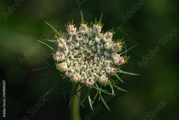 Fototapeta Blüte der Wilden Möhre