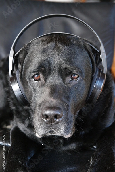 Fototapeta Labrador