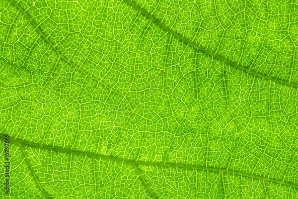 Fototapeta green leaf, macro, zoom