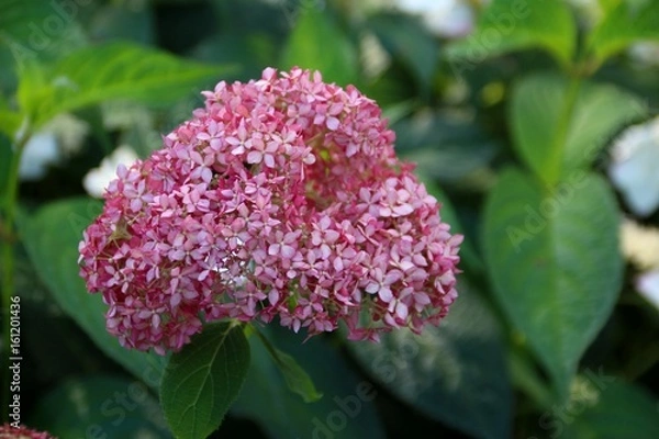 Fototapeta 三室戸寺の紫陽花