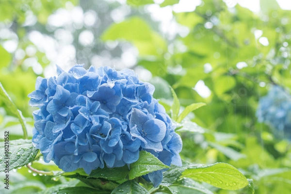 Fototapeta 鎌倉のアジサイ
