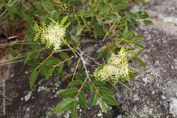 Obraz Copaifera langsdorffii - Copaíba
