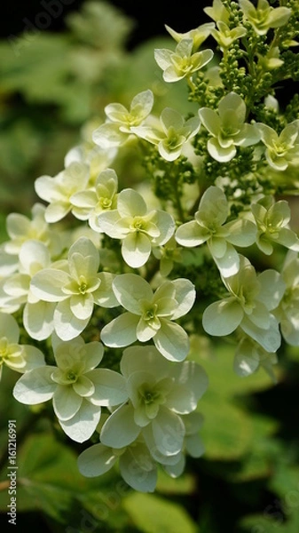 Fototapeta 白い花（接写）