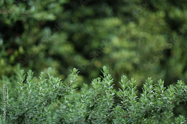 Fototapeta close up leaf of green tree at public gardent in morning time. image for tree,nature and plant concept