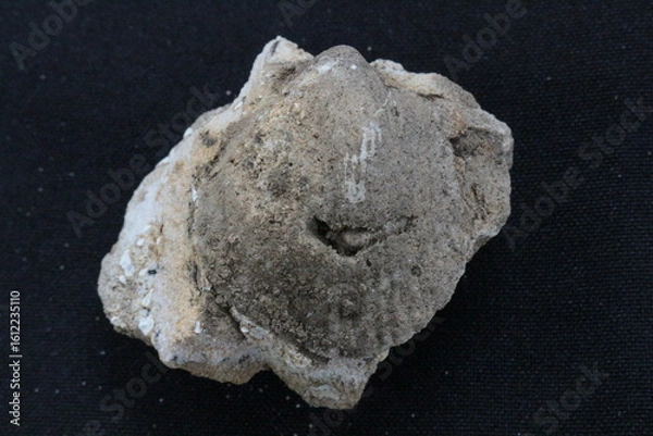 Obraz Fóssil de Molusco