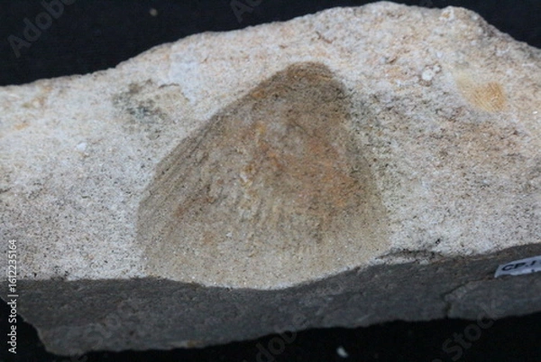 Fototapeta Fóssil de Molusco