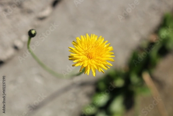 Obraz Flor Dente de Leão