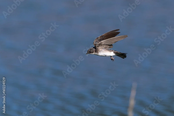 Fototapeta Tree swallow in flight over a lake with a mosquito in its beak.