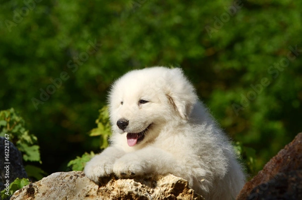 Fototapeta Portrait of Maremma Sheepdog