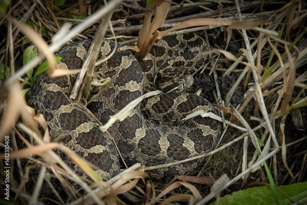 Obraz Eastern Massasauga Rattlesnake portrait 