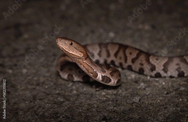 Obraz Eastern Copperhead portrait on road at night 