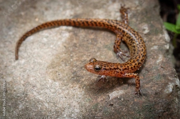 Obraz Longtail salamander macro portrait 