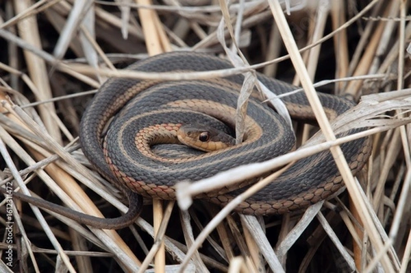 Obraz Eastern Garter snake coiled and basking in grass 