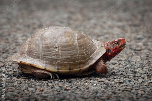 Obraz Three-toed Box turtle macro portrait on road 