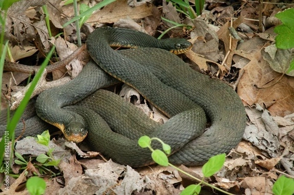 Obraz Mating Plainbelly Water snakes