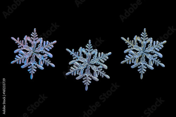 Fototapeta Three color variants of same snowflake isolated on black background. Macro photo of real snow crystal: stellar dendrite with fine hexagonal symmetry, thin, long arms and many side branches.