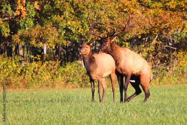 Obraz Bull elk and cow bugling mate in the rut in the North Carolina mountains. 