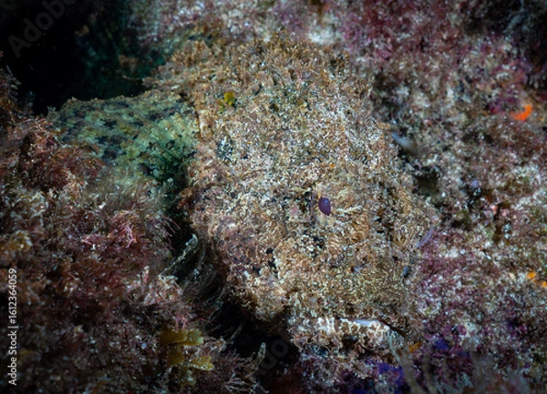 Obraz Spotted Scorpionfish