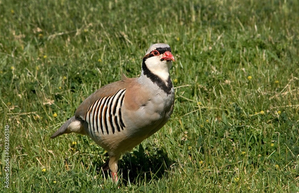 Fototapeta Chukar, a beautifulgame bird, living in the wild.