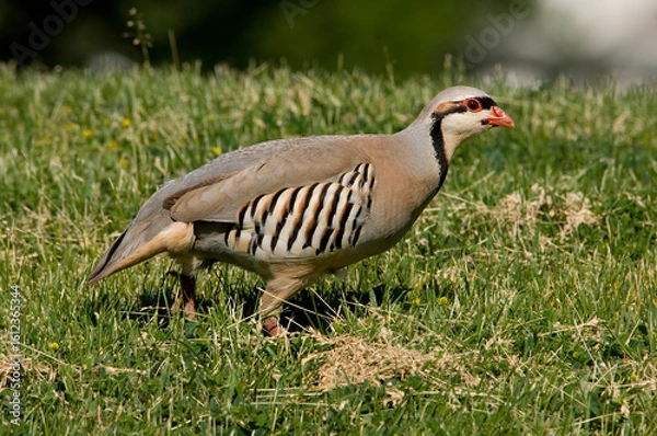 Fototapeta Chukar, a beautifulgame bird, living in the wild.