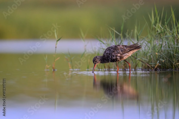 Fototapeta Dunkelwasserläufer (Tringa erythropus) spotted redshank