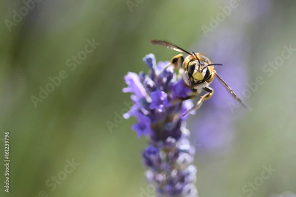 Obraz Abeille sur lavande